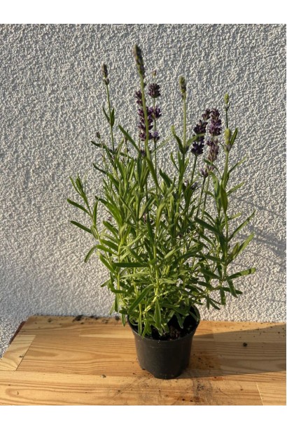 Лаванда фіолетова Блю Сент Ерлі в контейнері 3 л